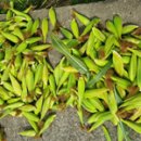 삼기흑찰옥수수영농조합 이미지