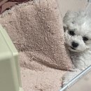 새롬켄넬 이미지