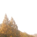 개인(박정자) | 충남 단풍 명소 논산 온빛자연휴양림 방문 후기 근황 사진