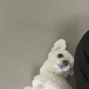 가히애견 이미지