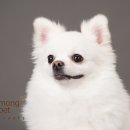 몽펫 이미지