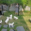 애견호텔 나무야 이미지