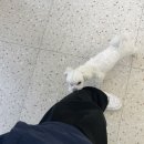 아피아피 apyapy 이미지