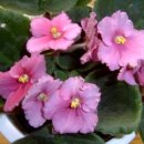 세인트폴리아 이미지