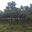 여주-0962 이미지