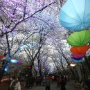 부천도당산 벚꽃 축제 에 시간 보시고 놀러오세요 2018/4/15일 이미지