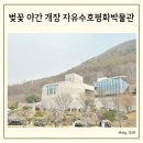 자유수호평화박물관주차장 | 2024 경기 동두천 벚꽃 야간 개장 자유수호평화박물관 아이랑 갈만한 곳