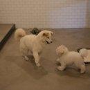 애견매니저 이미지