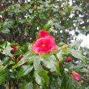 오동도 바람골 이미지