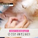 미용하는 퍼피마미 이미지