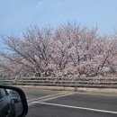 WR(인천광역시 서구)-[중봉대로393번길]-하-10 | (9) 벚꽃이 피면 중간고사가 다가온다던데