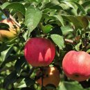 사과나무 이미지