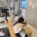 예뻐질:개&고양이카페 | 구미고양이카페 예뻐질개&amp;고양이카페 힐링하고왔어요