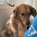 김포 보스독 이미지