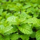 민트민트