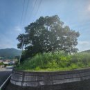 현감 고유 선정비 이미지