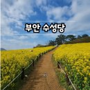 [공지] [일상] 변산반도 부안 수성당 유채꽃밭 실시간, 수성당 3분거리 카페909
