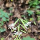 치악산둘레길 3코스 수레너미길 이미지