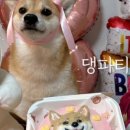 댕파티셰