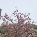츠보