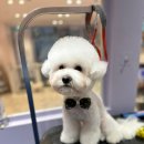 521펫살롱 이미지