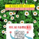 자라다plant