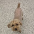 글로리 애견 유치원 이미지