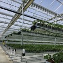 (주)에스제이팜 | [후기] 📌 대관령 스마트팜 딸기 온실 방문기 🍓