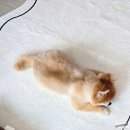 댕며들개 이미지