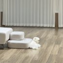 스텔라 펜션 이미지