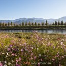 코스모스공원 이미지