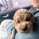 복골 정육점 | [애견동반강원여행]복골온천 양양애견동반숙소 강아지온천 강아지노천탕