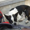 멍멍개야 이미지