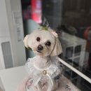 맘스펫살롱 강아지미용 애견샵 이미지