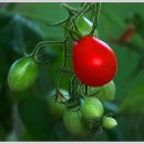 용산농장 이미지