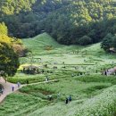 핫플레이스인 청주 '추정리 메밀밭'을 아시나요? 이미지