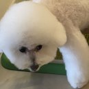 러블리독스 이미지