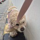 복복 네이버블로그