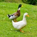 맛있는 여행 이미지