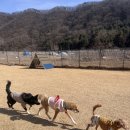 돌담펫호텔 이미지