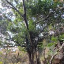 완도군금일읍충도보건진료소 | 충도(완도)