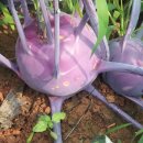 은평농장 이미지