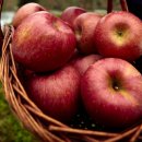 한슬농장 이미지