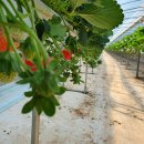 김진우 농장 이미지