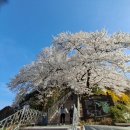 2023 강릉 남산 벚꽃... 낮 밤 야경... 이미지