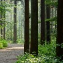 축령산편백나라 이미지