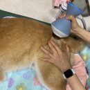 사과나무 한방재활 동물병원 이미지