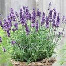 잉글리시 라벤더 키우기 이미지