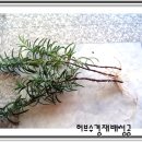 허브 이미지
