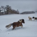 하늘목장 이미지